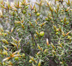 Styphelia intertexta
