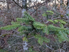 Abies grandis