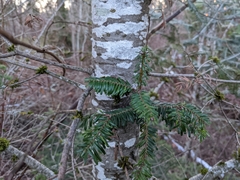 Abies grandis