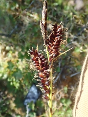 Carex membranacea