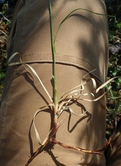 Carex membranacea