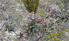 Thomasia microphylla