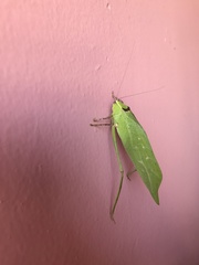 Stilpnochlora thoracica