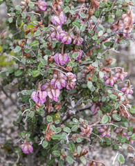 Thomasia microphylla