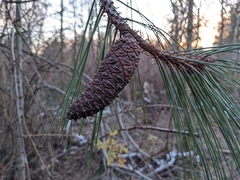 Pinus ponderosa