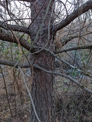 Pinus ponderosa