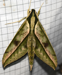 Xylophanes docilis