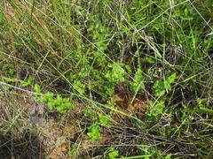 Gonocarpus urceolatus