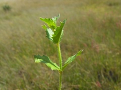 Gonocarpus urceolatus