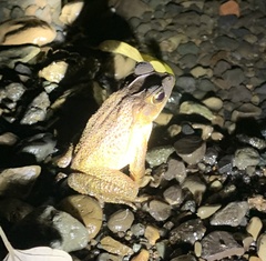 Rhinella horribilis