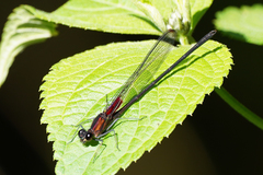Hetaerina cruentata
