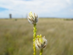 Pimelea trichostachya