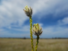Pimelea trichostachya