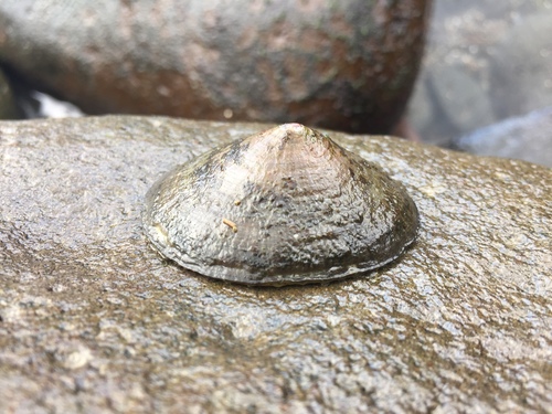 Cellana ardosiaea