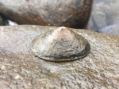 Acmaea