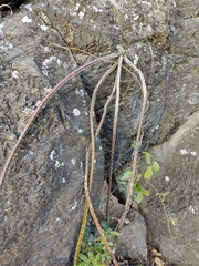 Selenicereus spinulosus