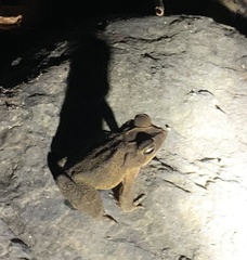 Incilius aucoinae