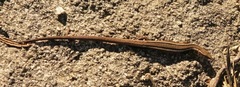 Anadia pulchella