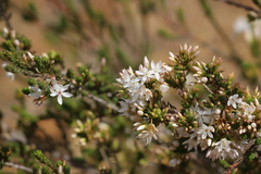 Calytrix tetragona