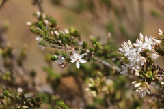 Calytrix tetragona