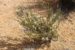 Calytrix tetragona