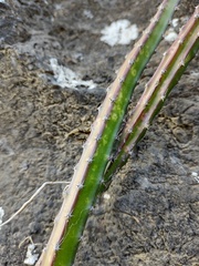 Selenicereus spinulosus