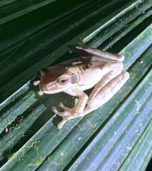 Smilisca phaeota