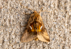 Autographa metallica