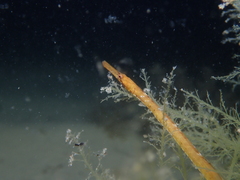 Mitotichthys meraculus