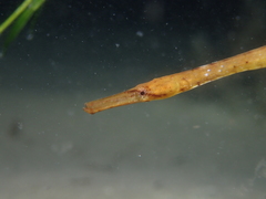 Mitotichthys meraculus