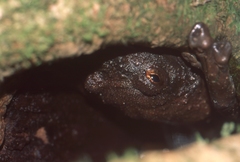 Cophyla grandis