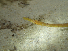 Mitotichthys meraculus