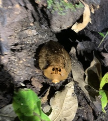 Archimandrita tessellata