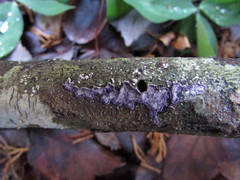 Corticium roseocarneum