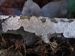 Corticium roseocarneum