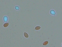 Corticium roseocarneum