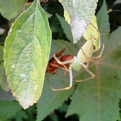 Polistes canadensis