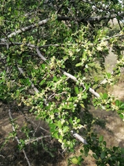 Condalia velutina