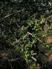 Condalia velutina
