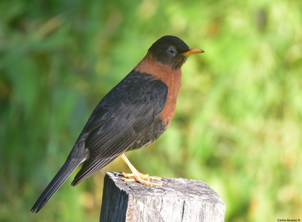 Rufous-Collared Robin