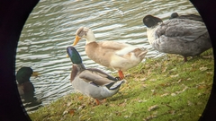 Anas platyrhynchos domesticus