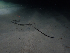 Mitotichthys meraculus