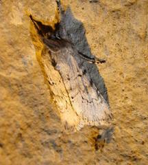 Supralathosea baboquivariensis