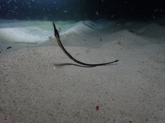 Mitotichthys meraculus