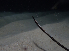 Mitotichthys meraculus