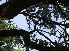 Baeolophus atricristatus