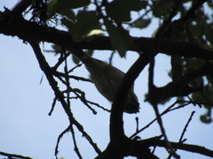 Baeolophus atricristatus