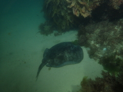 Urolophus circularis