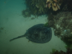 Urolophus circularis