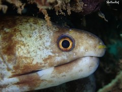 Gymnothorax gracilicauda